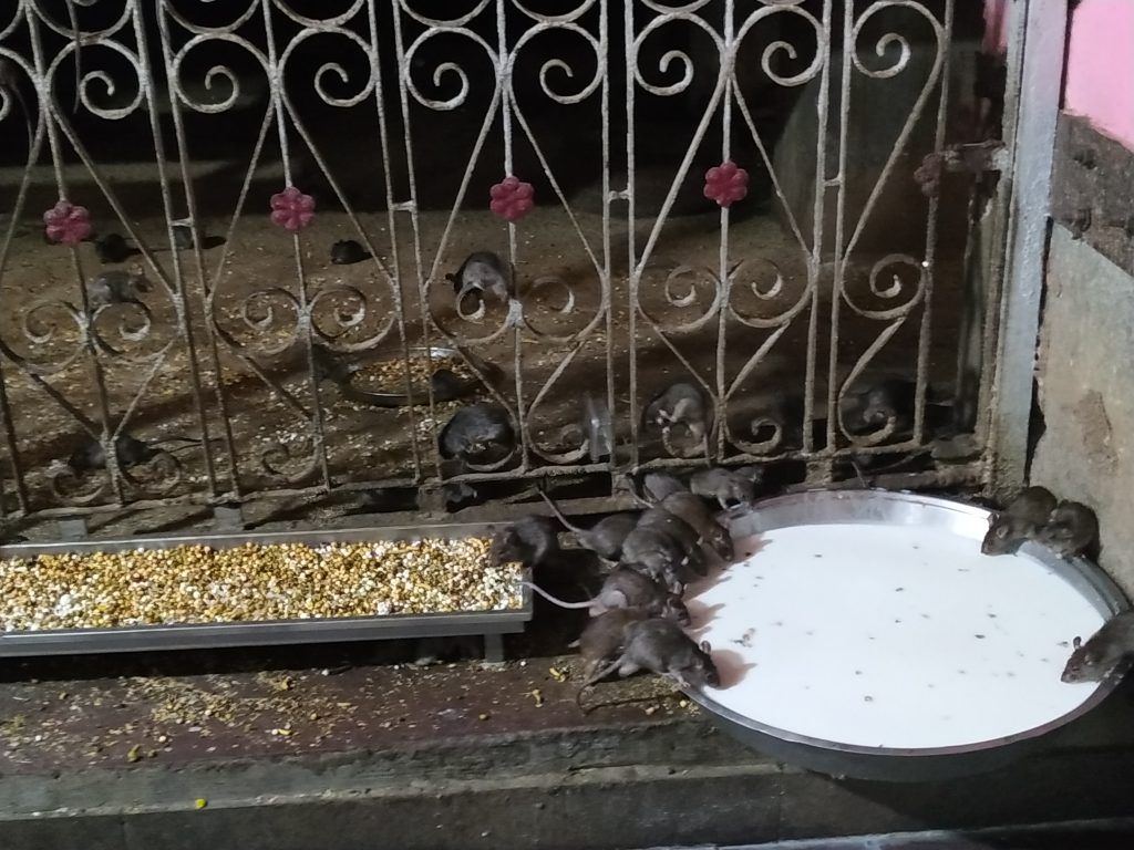 Bikaner y el templo de las ratas