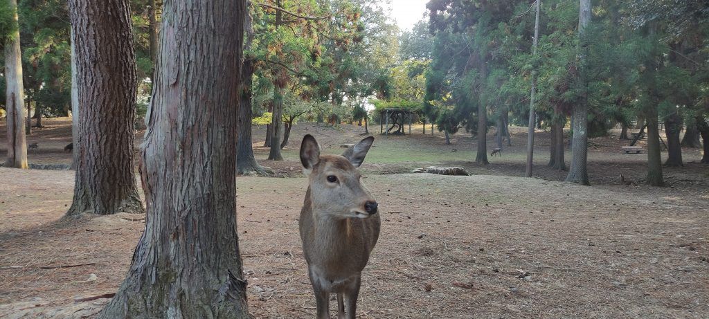 Parque de ciervos en Nara