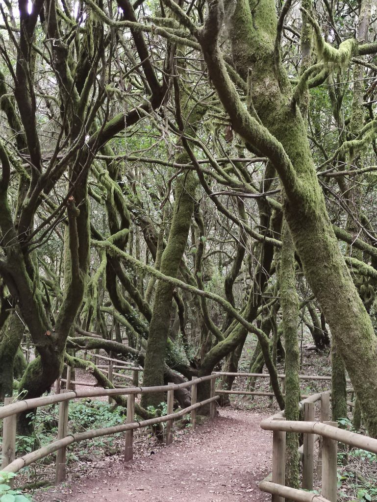 Parque Nacional de Garajonay